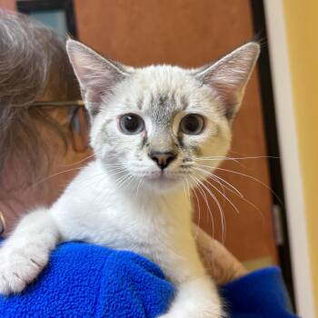Laurette -  Domestic Short Hair Cat for Adoption in Sonora, California - Laurette | PetCurious