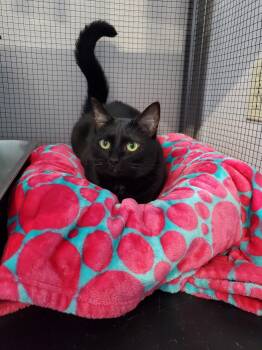 Rescue Domestic Short Hair Cats for Adoption in Washington, Pennsylvania - Clara | PetCurious