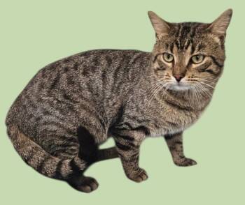 Rescue Domestic Short Hair Cats for Adoption in New Castle, Indiana - Howie | PetCurious