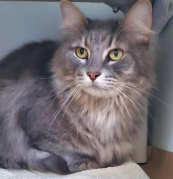 Domestic Long Hair Cats Available for Adoption in Dedham, Massachusetts - LUANA | PetCurious