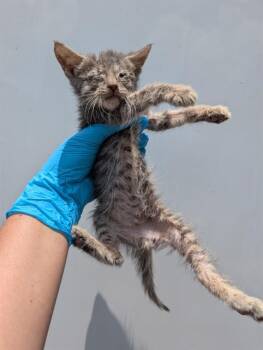 Domestic Medium Hair Cats Available for Adoption in San Antonio, Texas - FUDDLES | PetCurious