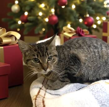 Rescue Domestic Short Hair Cats for Adoption in Elyria, Ohio - Tabitha | PetCurious