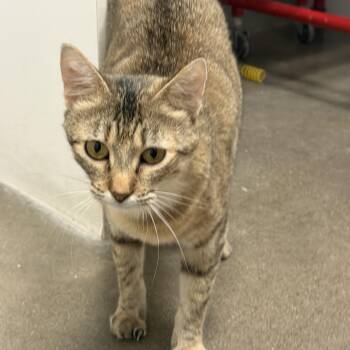 Mama -  Domestic Short Hair Cat Available for Adoption in Zimmerman, Minnesota - Mama | PetCurious