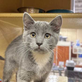 Domestic Short Hair Cats Available for Adoption in Sonora, California - Coriander | PetCurious