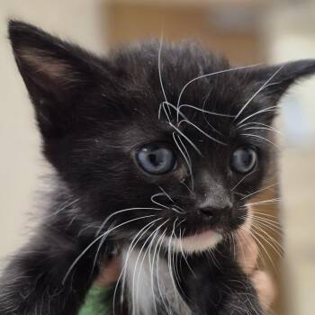 SCFL-Stray-66989_2 -  Domestic Medium Hair Cat for Adoption in Lake Panasoffkee, Florida - SCFL-Stray-66989_2 | PetCurious