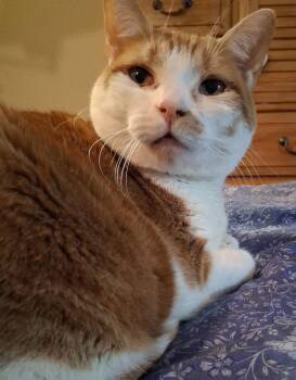 Domestic Short Hair Cats Available for Adoption - Lucy | PetCurious