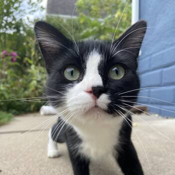 Rescue Domestic Short Hair Cats for Adoption in Minnetonka, Minnesota - Scrabble C66774 | PetCurious