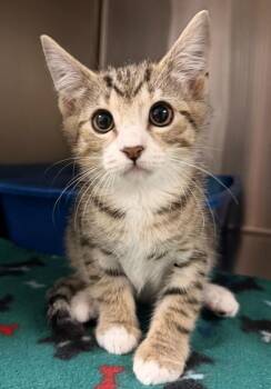 Domestic Short Hair Cats Available for Adoption in Ocala, Florida - Lays | PetCurious