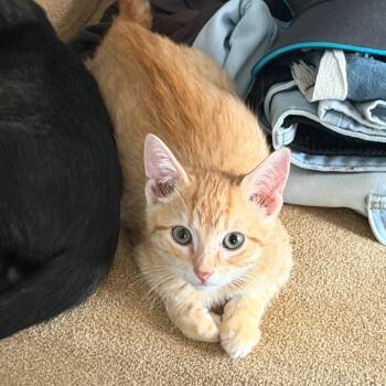 Tiles -  Domestic Short Hair Cat for Adoption in Lakeland, Florida - Tiles | PetCurious