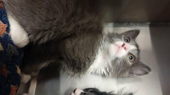 Domestic Long Hair Cats Available for Adoption in Wasilla, Alaska - Percocet | PetCurious
