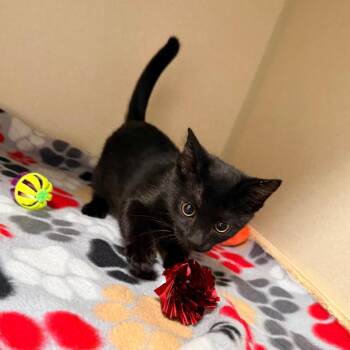 Doug -  Domestic Short Hair Cat for Adoption in Great Falls, Montana - Doug | PetCurious