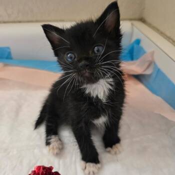 Sozo -  Domestic Short Hair Cat Available for Adoption in Elfin Forest, California - Sozo | PetCurious