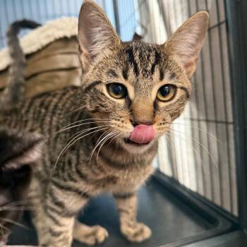 Spice -  Domestic Long Hair Cat for Adoption in Desert Hot Springs, California - Spice | PetCurious