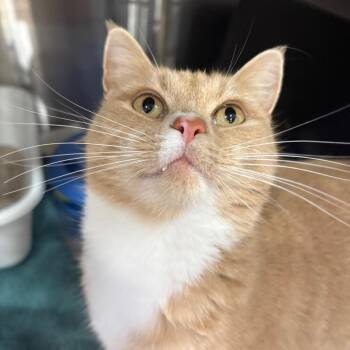 Jordan -  Domestic Short Hair Cat for Adoption in Spokane, Washington - Jordan | PetCurious