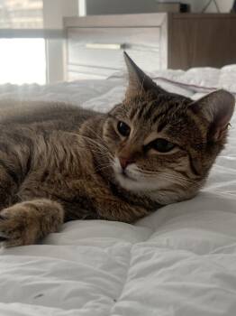 Rescue Tabby and Domestic Short Hair Cats for Adoption in Dallas, Texas - Tiny Tot | PetCurious