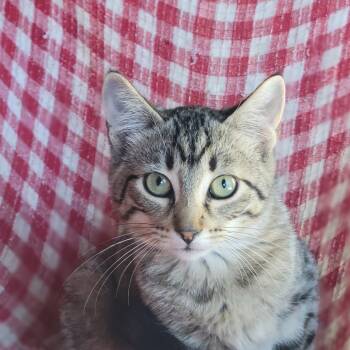 Rescue Domestic Short Hair Cats for Adoption in Rochester, Minnesota - Marshtipa 941000030873974 | PetCurious