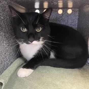 Coconut -  Domestic Short Hair Cat for Adoption in Pasadena, California - Coconut | PetCurious