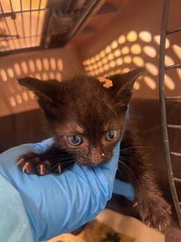 Thing 2 -  Domestic Short Hair Cat for Adoption in Honolulu, Hawaii - Thing 2 | PetCurious