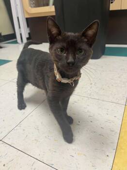 Dr. Ryland Grace -  Domestic Short Hair Cat for Adoption in Stoughton, Wisconsin - Dr. Ryland Grace | PetCurious
