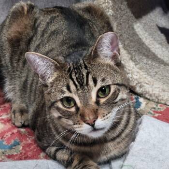 Domestic Short Hair and Tabby Cats Available for Adoption in San Jose, California - Dusty | PetCurious