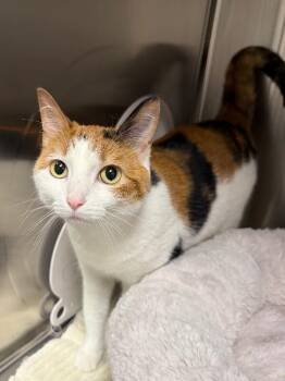 Mia -  Domestic Short Hair Cat for Adoption in Yankton, South Dakota - Mia | PetCurious