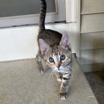 Chocolate Chipper -  Domestic Short Hair Cat for Adoption in Portage, Michigan - Chocolate Chipper | PetCurious