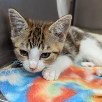 Butterfinger -  Domestic Short Hair Cat for Adoption in Aberdeen, Washington - Butterfinger | PetCurious