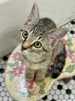 Agatha -  Domestic Short Hair Cat for Adoption in Frisco, Texas - Agatha | PetCurious