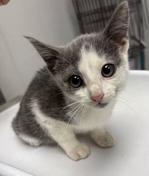Fb-6 D -  Domestic Short Hair Cat for Adoption in Lawrenceville, Georgia - Fb-6 D | PetCurious