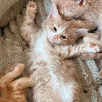 Domestic Medium Hair Cats Available for Adoption in Montclair, New Jersey - Beau | PetCurious