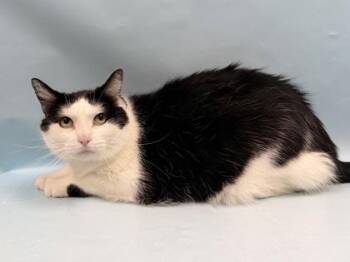 Beau -  Domestic Short Hair Cat for Adoption in Minneapolis, Minnesota - Beau | PetCurious