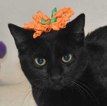 Rescue Domestic Short Hair Cats for Adoption in Springfield, Ohio - Flossie | PetCurious