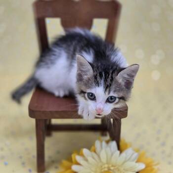 Scrunchems-C -  Domestic Short Hair Cat Available for Adoption in East St. Louis, Illinois - Scrunchems-C | PetCurious
