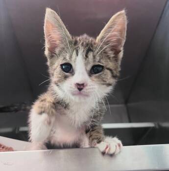 Paddington -  Domestic Short Hair Cat for Adoption in Pomona, New York - Paddington | PetCurious
