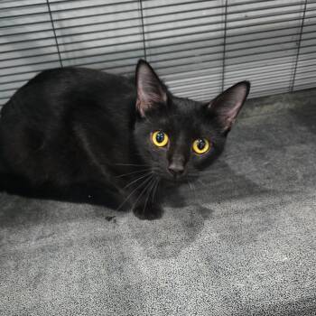 Marlena -  Domestic Short Hair Cat for Adoption in Fairmont, West Virginia - Marlena | PetCurious