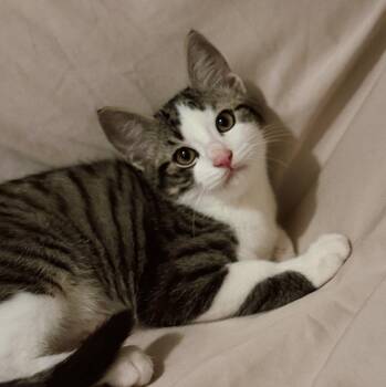 Beau -  Domestic Short Hair Cat for Adoption in Roberts Creek, British Columbia - Beau | PetCurious