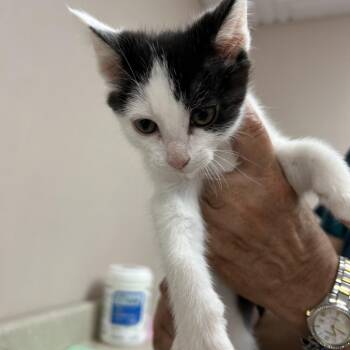 Jinx -  Domestic Short Hair Cat for Adoption in Lakewood, Colorado - Jinx | PetCurious