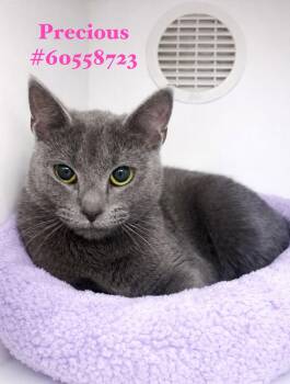 Domestic Short Hair Cats Available for Adoption - Precious | PetCurious