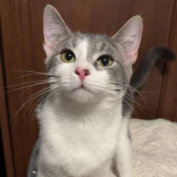 Mitzi -  Domestic Short Hair Cat Available for Adoption in Chapel Hill, North Carolina - Mitzi | PetCurious