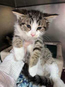 Hydroflask -  Domestic Short Hair Cat Available for Adoption in Cincinnati, Ohio - Hydroflask | PetCurious