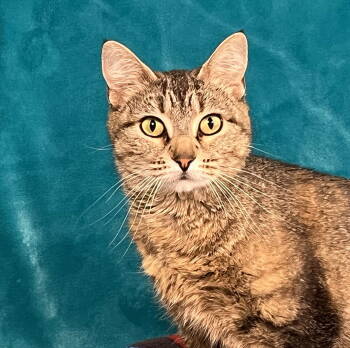 Rescue Domestic Short Hair Cats for Adoption in Greenville, Illinois - Padm | PetCurious