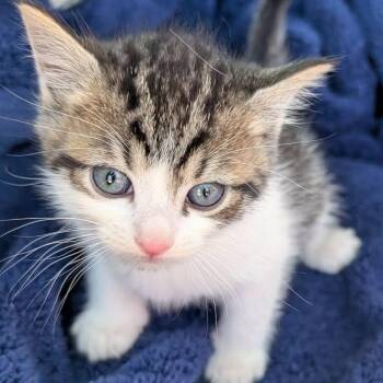 Rowan -  Tabby and Domestic Short Hair Cat for Adoption in Libby, Montana - Rowan | PetCurious