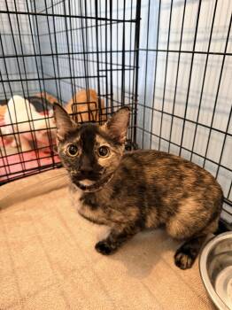 Lunna -  Calico Cat for Adoption in Shrewsbury, Massachusetts - Lunna | PetCurious