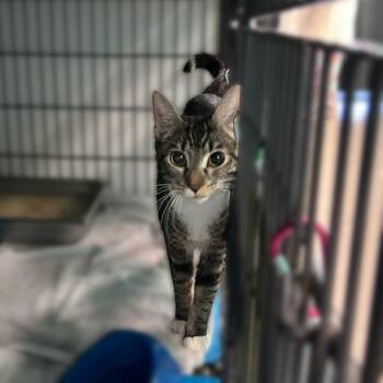 Chip Chip -  Domestic Short Hair Cat Available for Adoption in Davenport, Iowa - Chip Chip | PetCurious