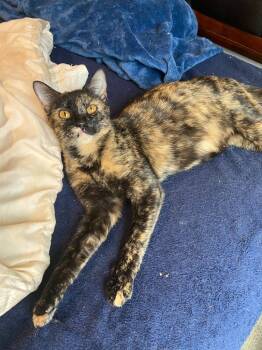 Rescue Domestic Short Hair Cats for Adoption in The Woodlands, Texas - Toffee | PetCurious