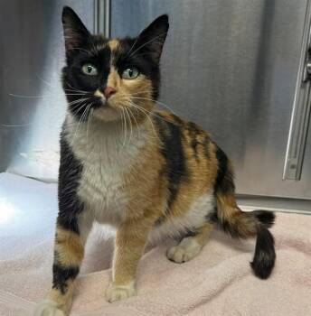 Domestic Short Hair Cats Available for Adoption in Minneapolis, Minnesota - NAPHEESA | PetCurious
