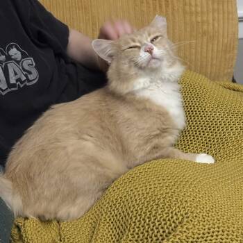 Slug -  Domestic Short Hair Cat for Adoption in Seattle, Washington - Slug | PetCurious