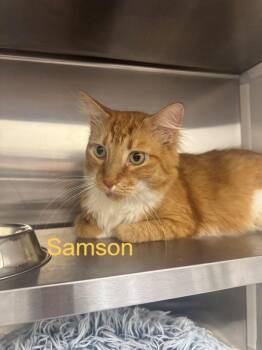 Domestic Short Hair Cats Available for Adoption in Hilton Head Island, South Carolina - Samson | PetCurious