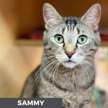 Sammy -  Domestic Short Hair Cat for Adoption in Toronto, Ontario - Sammy | PetCurious