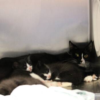 Rah Rah -  Domestic Short Hair Cat for Adoption in Philadelphia, Pennsylvania - Rah Rah | PetCurious